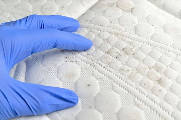 Chăn ga gối đệm bị mốc là tình trạng thường gặp